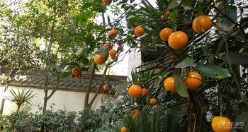 芙蓉古镇吃瓜,消暑解馋的古镇风情