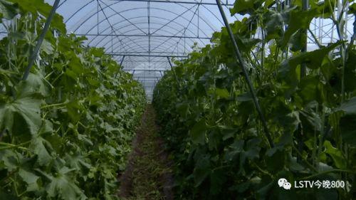 西昌最近吃瓜事件,揭秘背后真相与网络舆论风暴