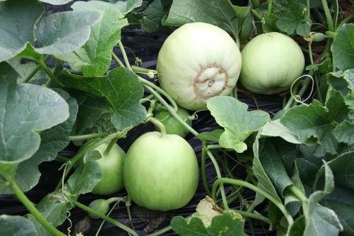 吃沙瓜视频,揭秘网红美食背后的秘密