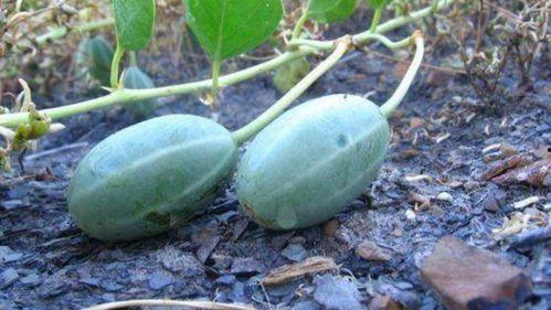 野生瓜可以直接吃吗,野生瓜类是否可直接食用揭秘