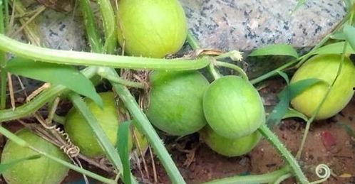 野生瓜可以直接吃吗,野生瓜类是否可直接食用揭秘