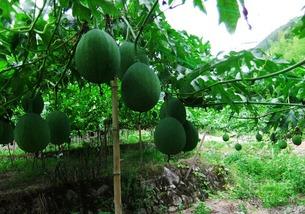 吃吊瓜好吗,吊瓜营养价值与食用益处解析