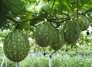 吃吊瓜好吗,吊瓜营养价值与食用益处解析