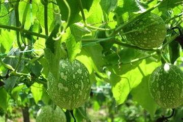 吃吊瓜好吗,吊瓜营养价值与食用益处解析