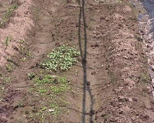 沙头的吃瓜群众,揭秘幕后真相