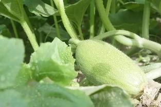 南疆蜜瓜怎么吃,尽享夏日甜蜜时光