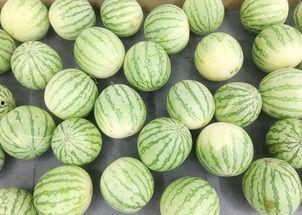 大田吃瓜,揭秘乡村生活的甜蜜与苦涩