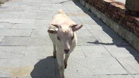 羊吃瓜的声音,田园生活别样风情