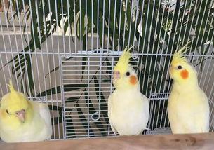 羊吃瓜的声音,田园生活别样风情