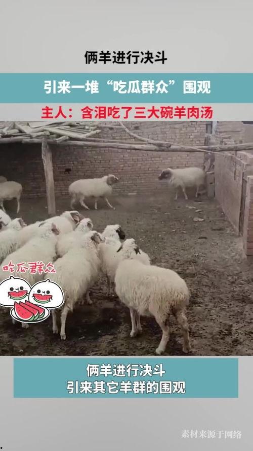 羊吃瓜的声音,田园生活别样风情