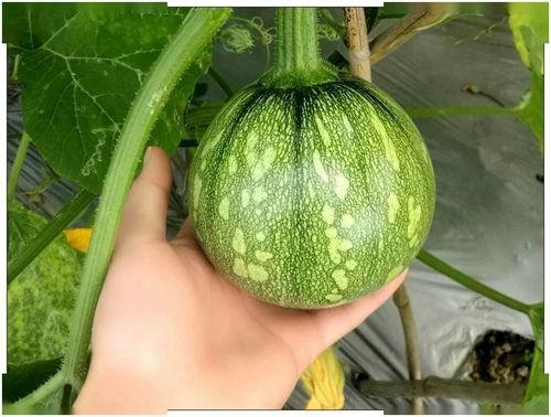 小透明在线吃瓜,揭秘娱乐圈幕后风云