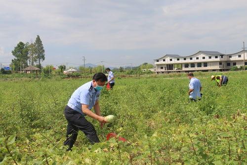 吃瓜群众道路,探寻网络舆论背后的真相