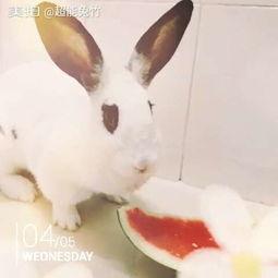 兔兔吃瓜头像,萌态尽显，带你领略可爱瞬间