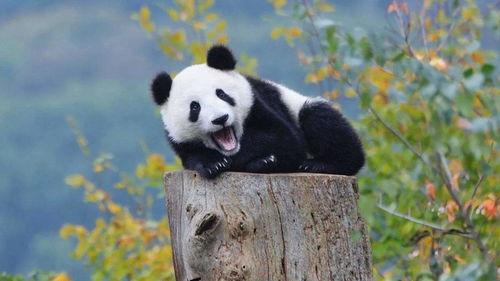 熊猫吃茭瓜,茭瓜的诱惑之旅