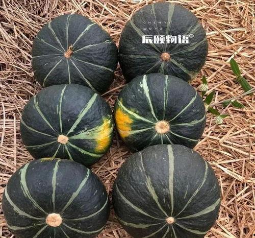 天天吃板栗瓜,天天享受的甜蜜滋味